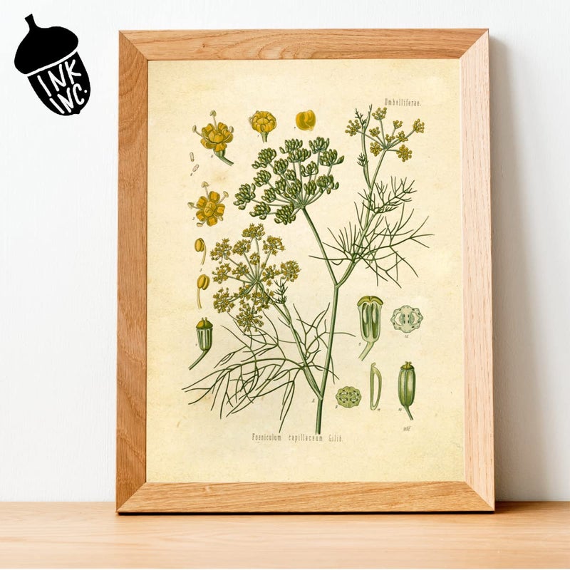 Ink Inc. Vintage Botanical Prints | Kitchen Herb Wall Art Thyme, Mint, Rosemary, Parsley, Sage, Fennel | Set of 6 8"x10" Unframed - Image 5